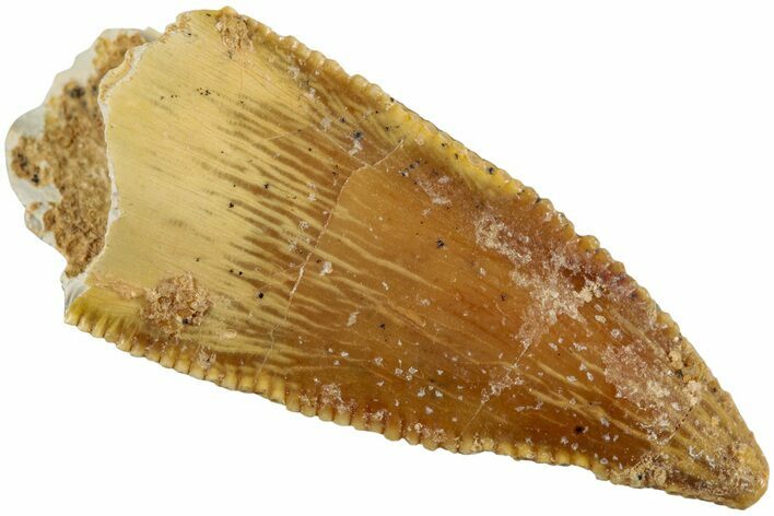 Serrated, Raptor Tooth - Real Dinosaur Tooth #232989